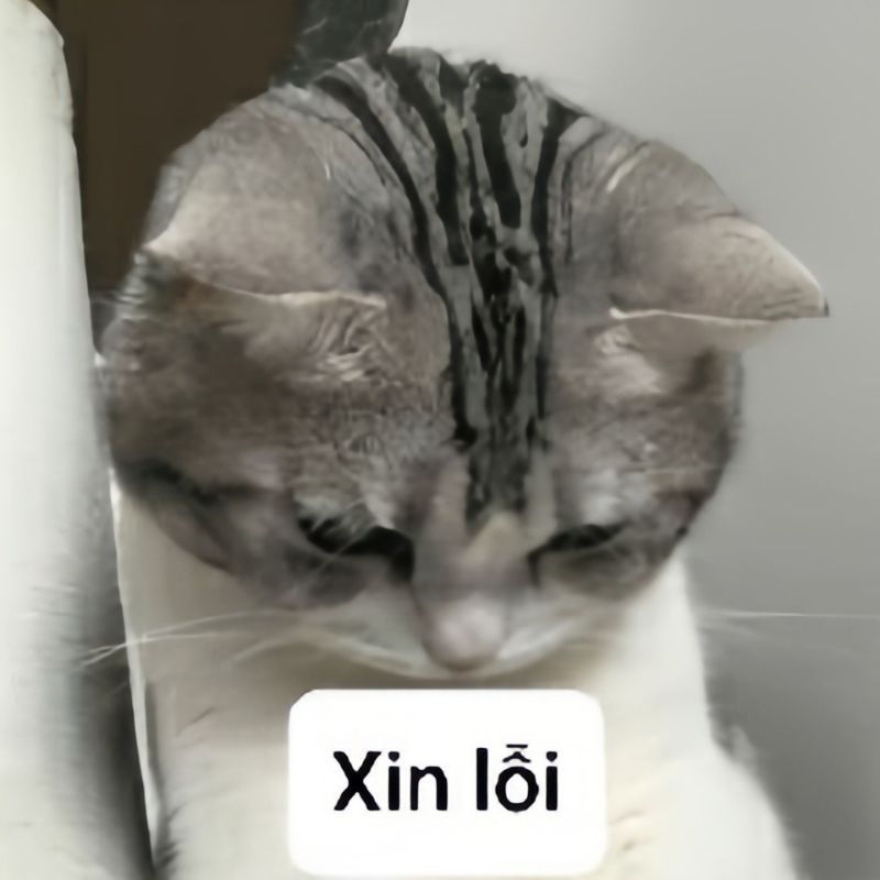 anh-meme-xin-loi-25-3